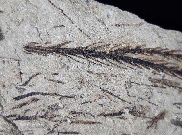 Doliostrobus taxiformis KVACEK 1971 - Bild © FossNet FossilienStore